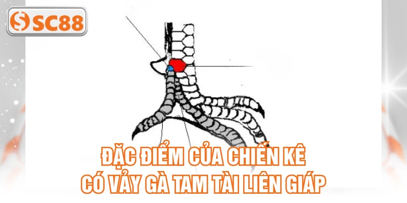 Đặc điểm của chiến kê có vảy gà tam tài liên giáp