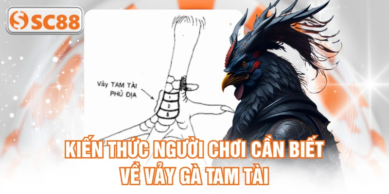 Kiến thức người chơi cần biết về vảy gà tam tài